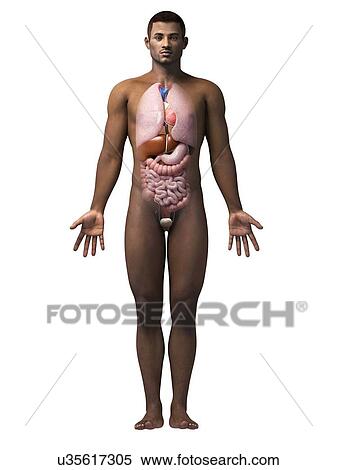 Stock Illustration - Male internal organs, illustration. Fotosearch