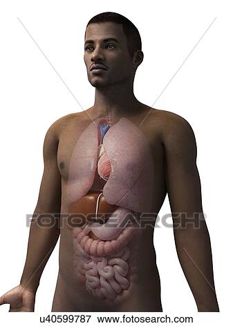 Stock Illustration - Male internal organs, illustration. Fotosearch