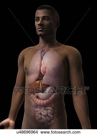 Male internal organs, illustration View Large Illustration Stock Illustration - Male internal organs, illustration. Fotosearch