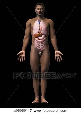 Stock Illustration - Male internal organs, illustration. Fotosearch