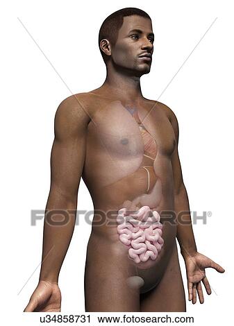 Male intestine, illustration View Large Illustration Clip Art - Male intestine, illustration. Fotosearch