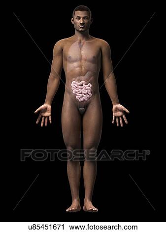 Male intestine, illustration View Large Illustration Clip Art - Male intestine, illustration. Fotosearch