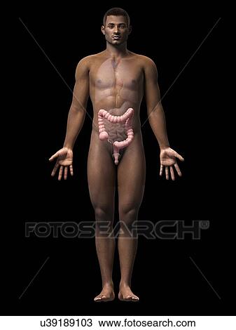 Male intestine, illustration View Large Illustration Drawing - Male intestine, illustration. Fotosearch