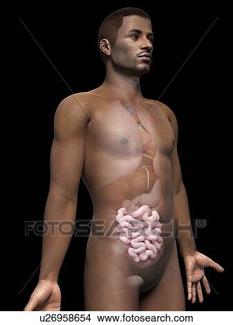 Male intestine, illustration View Large Illustration Stock Illustration - Male intestine, illustration. Fotosearch