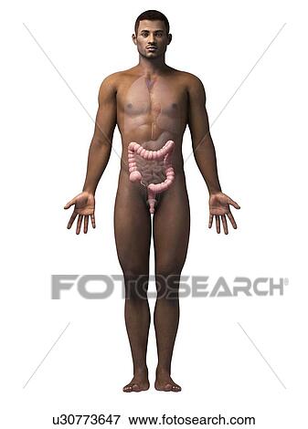 Male intestine, illustration View Large Illustration Stock Illustration - Male intestine, illustration. Fotosearch
