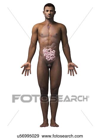 Male intestine, illustration View Large Illustration Stock Illustration - Male intestine, illustration. Fotosearch