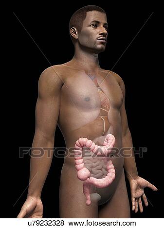 Male intestine, illustration View Large Illustration Stock Illustration - Male intestine, illustration. Fotosearch
