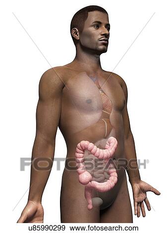 Male intestine, illustration View Large Illustration Stock Illustration - Male intestine, illustration. Fotosearch