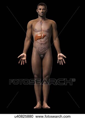 Clipart - Male liver, illustration. Fotosearch