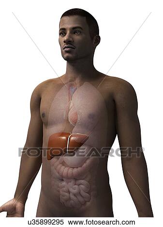 Stock Illustration - Male liver, illustration. Fotosearch