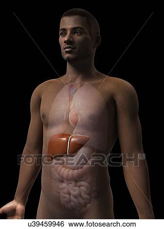 Male liver, illustration View Large Illustration Stock Illustration - Male liver, illustration. Fotosearch