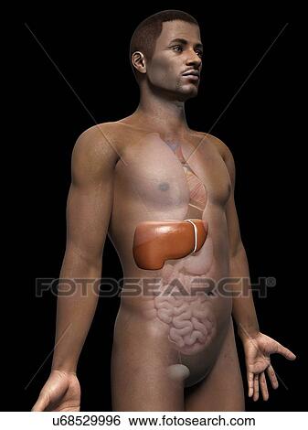 Stock Illustration - Male liver, illustration. Fotosearch