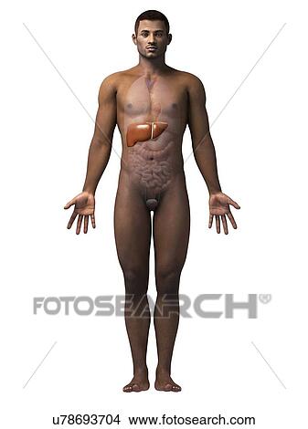 Stock Illustration - Male liver, illustration. Fotosearch