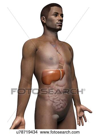 Male liver, illustration View Large Illustration Stock Illustration - Male liver, illustration. Fotosearch