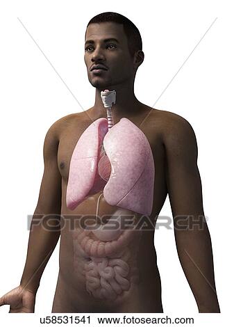 Clip Art - Male lungs, illustration. Fotosearch