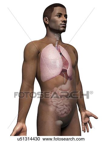 Male lungs, illustration View Large Illustration Clipart - Male lungs, illustration. Fotosearch