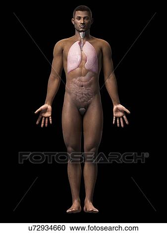 Male lungs, illustration View Large Illustration Clipart - Male lungs, illustration. Fotosearch