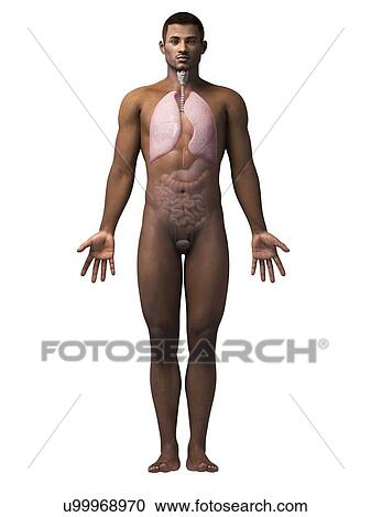 Clipart - Male lungs, illustration. Fotosearch