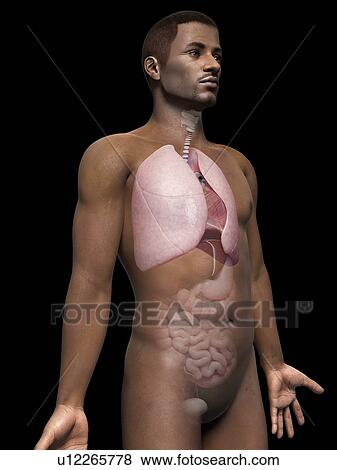 Stock Illustration - Male lungs, illustration. Fotosearch