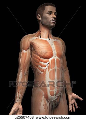 Drawing - Male muscular system, illustration. Fotosearch