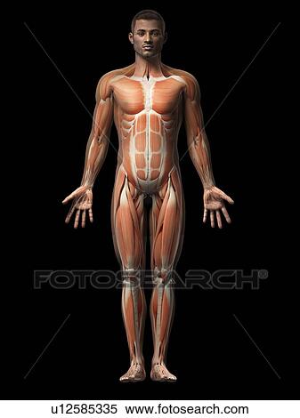 Stock Illustration - Male muscular system, illustration. Fotosearch