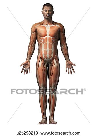 Stock Illustration - Male muscular system, illustration. Fotosearch