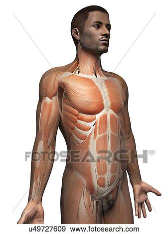 Stock Illustration - Male muscular system, illustration. Fotosearch