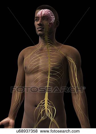 Male muscular system, illustration View Large Illustration Stock Illustration - Male muscular system, illustration. Fotosearch