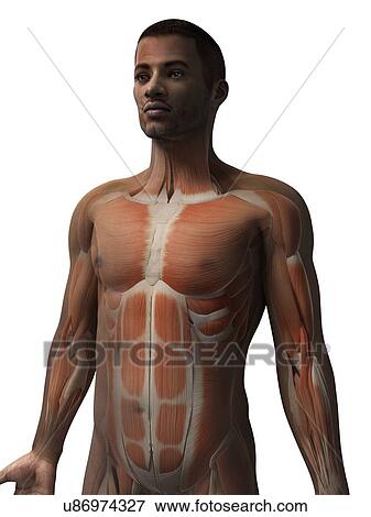 Stock Illustration - Male muscular system, illustration. Fotosearch