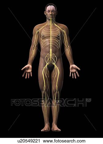 Male nervous system, illustration View Large Illustration Clip Art - Male nervous system, illustration. Fotosearch