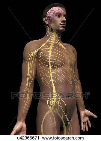 Male nervous system, illustration View Large Illustration Clip Art - Male nervous system, illustration. Fotosearch