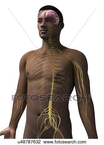 Drawing - Male nervous system, illustration. Fotosearch