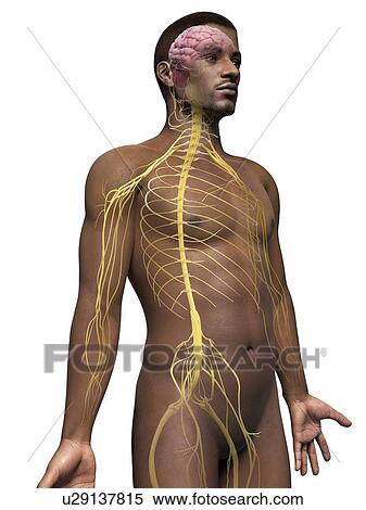 Stock Illustration - Male nervous system, illustration. Fotosearch