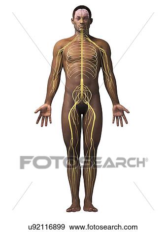 Stock Illustration - Male nervous system, illustration. Fotosearch