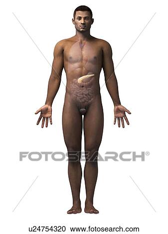 Clipart - Male pancreas, illustration. Fotosearch