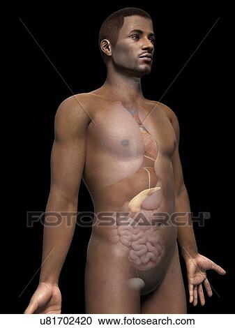 Male pancreas, illustration View Large Illustration Clipart - Male pancreas, illustration. Fotosearch