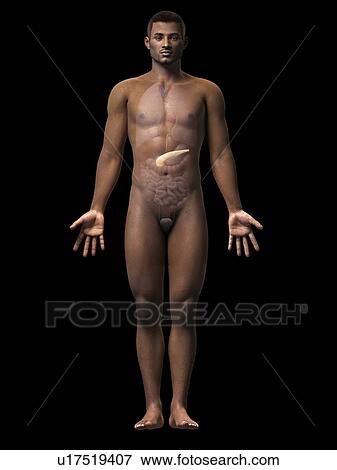 Male pancreas, illustration View Large Illustration Stock Illustration - Male pancreas, illustration. Fotosearch