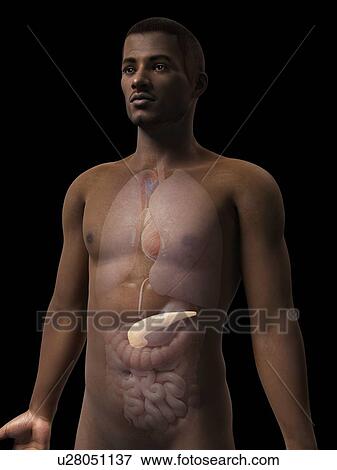 Stock Illustration - Male pancreas, illustration. Fotosearch