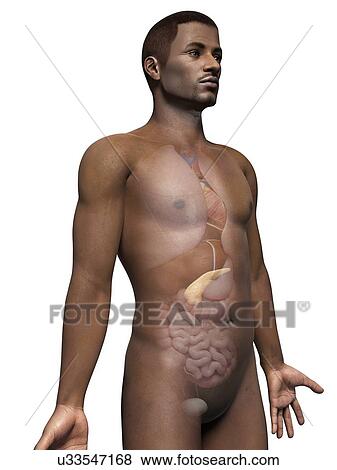 Stock Illustration - Male pancreas, illustration. Fotosearch
