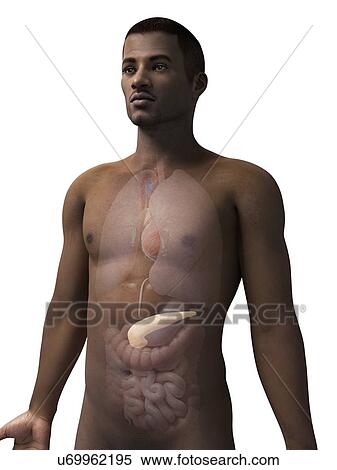 Stock Illustration - Male pancreas, illustration. Fotosearch