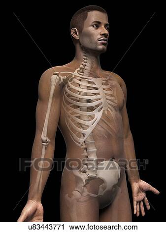 Male skeletal system, illustration View Large Illustration Clip Art - Male skeletal system, illustration. Fotosearch