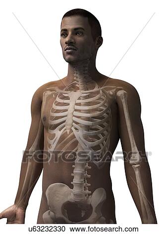 Clipart - Male skeletal system, illustration. Fotosearch