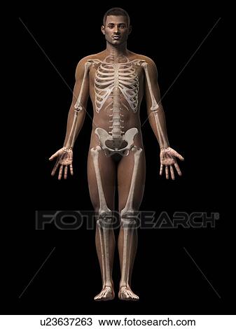Drawing - Male skeletal system, illustration. Fotosearch