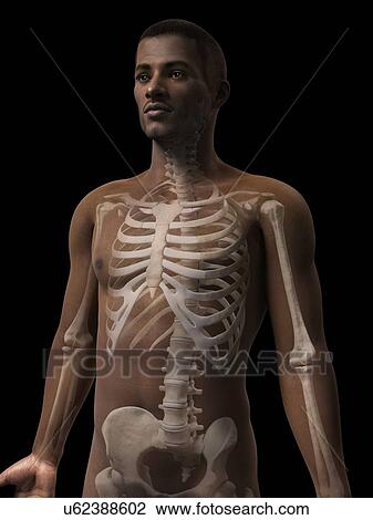 Drawing - Male skeletal system, illustration. Fotosearch