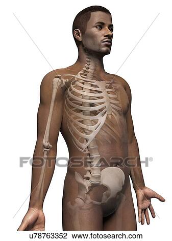 Drawing - Male skeletal system, illustration. Fotosearch