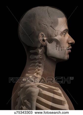 Drawing - Male skull and neck bones, illustration. Fotosearch
