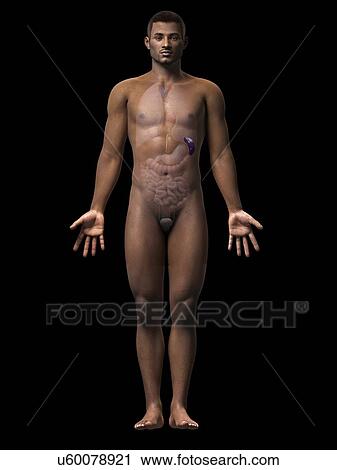 Clip Art - Male spleen, illustration. Fotosearch