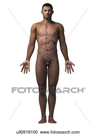 Male spleen, illustration View Large Illustration Clipart - Male spleen, illustration. Fotosearch