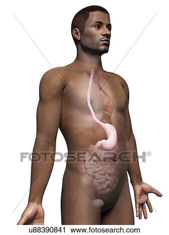 Male stomach, illustration View Large Illustration Clip Art - Male stomach, illustration. Fotosearch