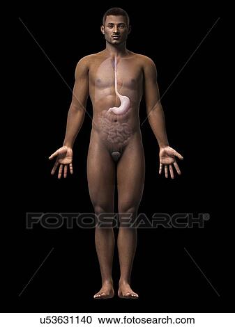 Male stomach, illustration View Large Illustration Clipart - Male stomach, illustration. Fotosearch